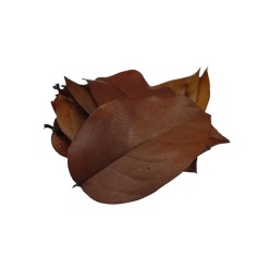 Foliage Salal, maro, punga 12g, Colorarte