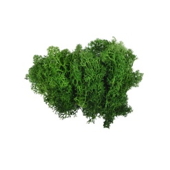 Licheni stabilizati, verde inchis, punga 20g, Colorarte, Q1